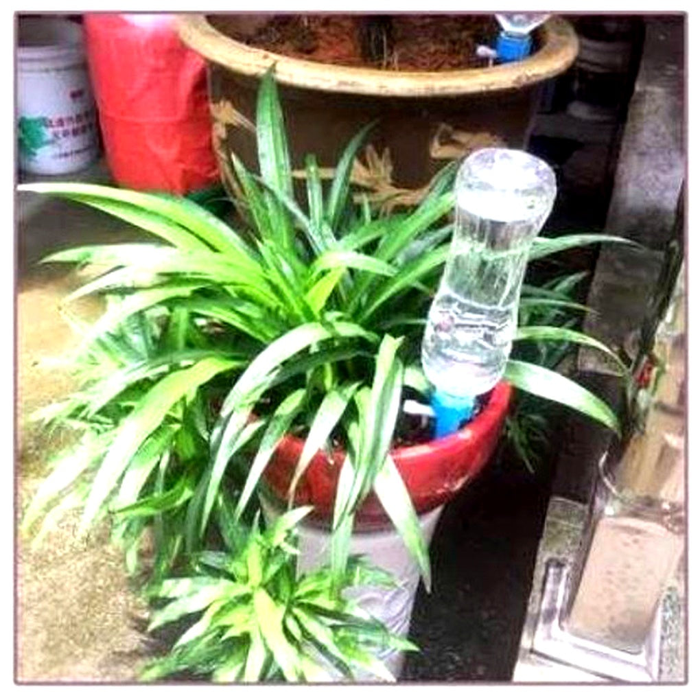 Pics d'arrosage automatique pour plantes (lot de 12) – accessoire de jardinage à débit réglable
