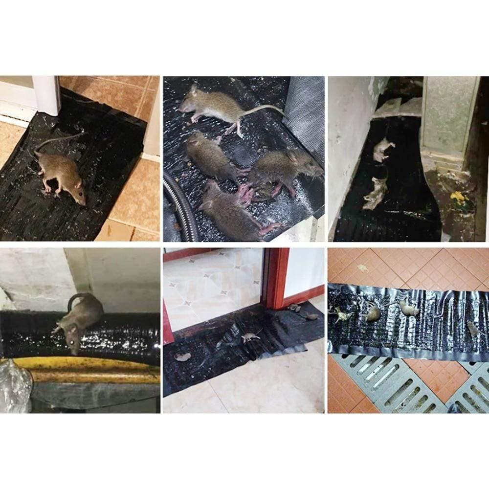 Pièges à glu anti-rongeurs | Grands tapis adhésifs