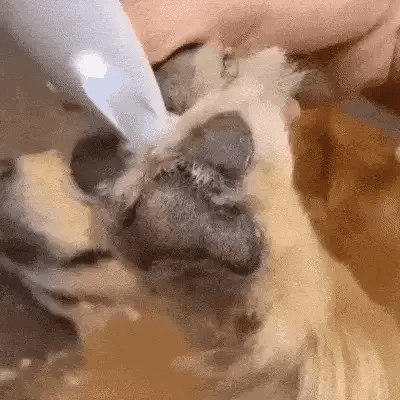SILENTPET TRIMMER – Quiet Dog Clipper for Gentle Grooming