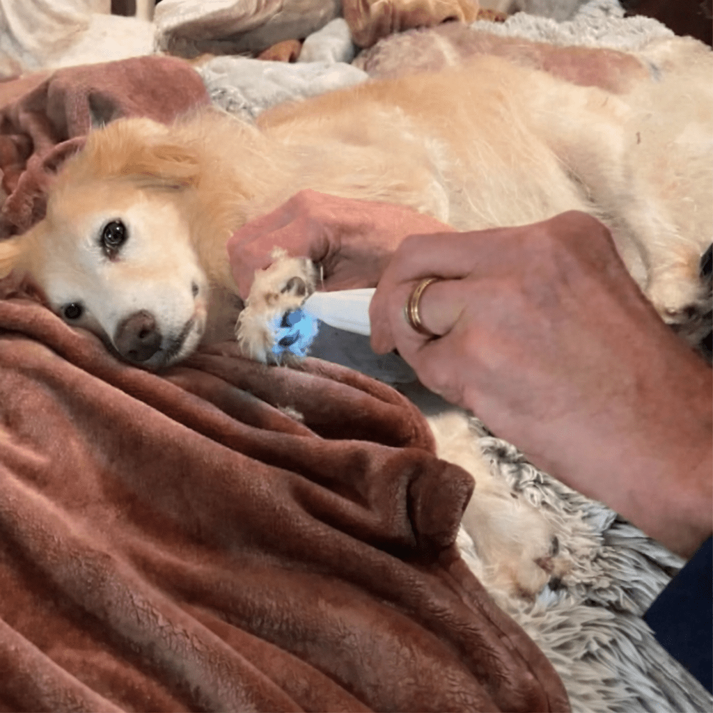 SILENTPET TRIMMER – Quiet Dog Clipper for Gentle Grooming