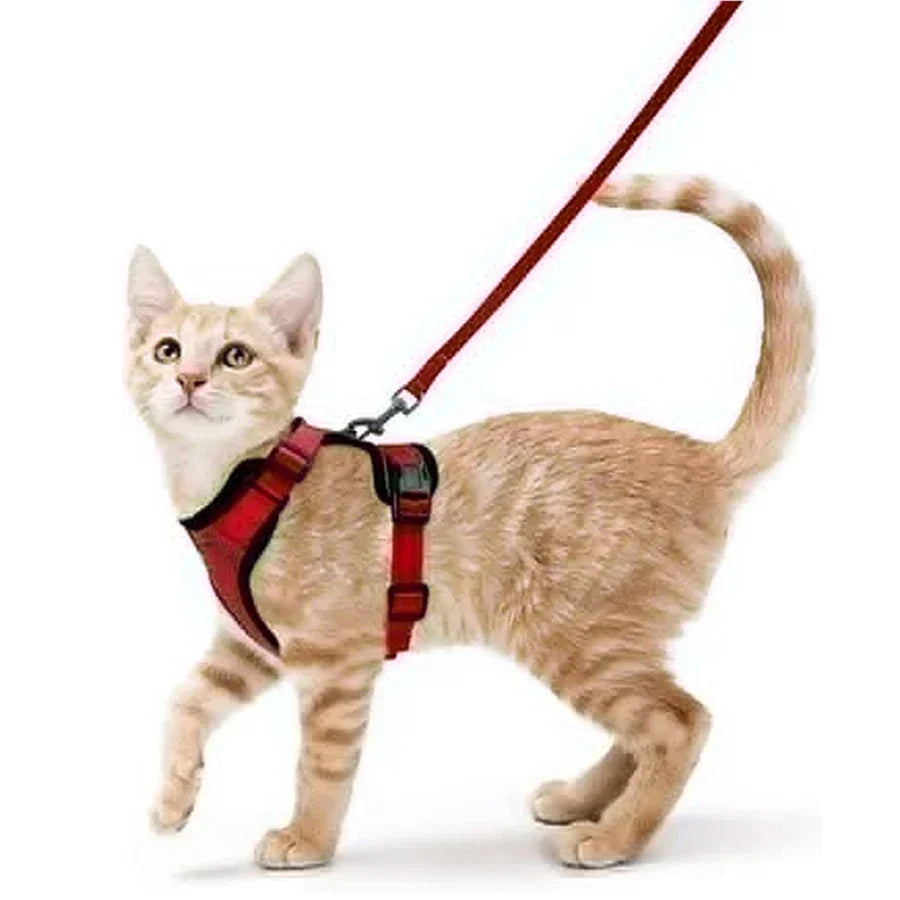 Soft and Safe Harnesses for Walking with Your Cat