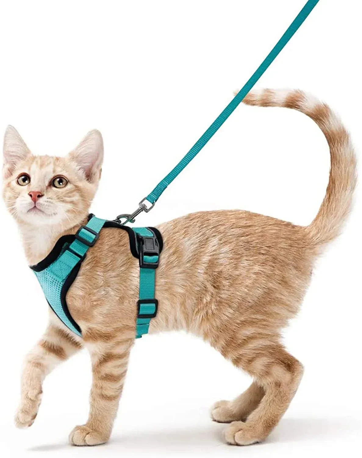 Soft and Safe Harnesses for Walking with Your Cat