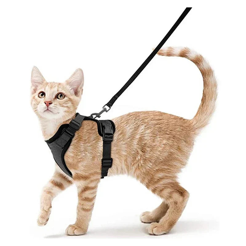 Soft and Safe Harnesses for Walking with Your Cat