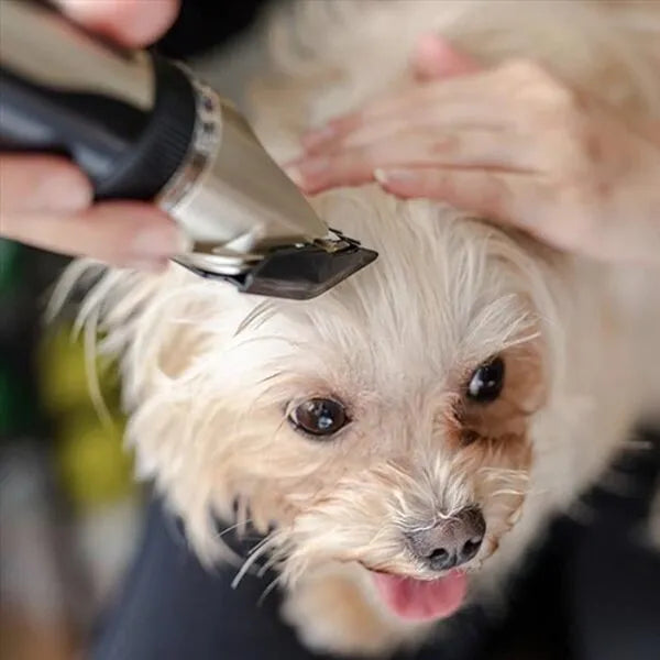 Tondeuse silencieuse pour chien avec peignes réglables